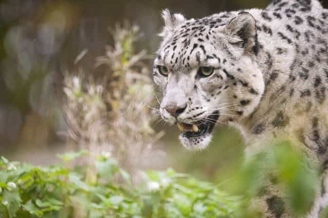 A snow leopard stalks during the World Animal Day on October 4, 2012 at Korkeasaari Zoo in Helsinki, Finland. (Photo by Jarno Mela/AFP)