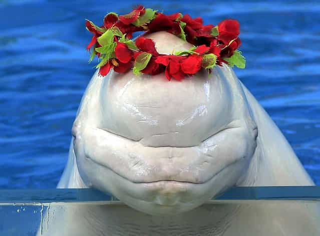 A white whale wears a wreath at the Hakkeijima Sea Paradise aquarium-amusement park complex in Yokohama, Japan, on October 3, 2012. (Photo by Associated Press)