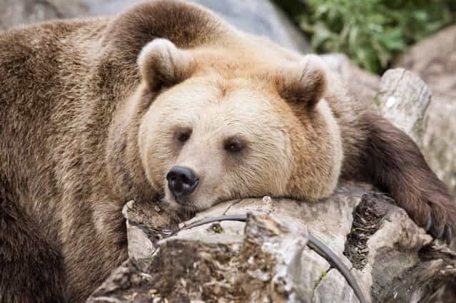 A brown bear takes a nap during the World Animal Day on October 4, 2012 at Korkeasaari Zoo in Helsinki, Finland. (Photo by Jarno Mela/AFP)