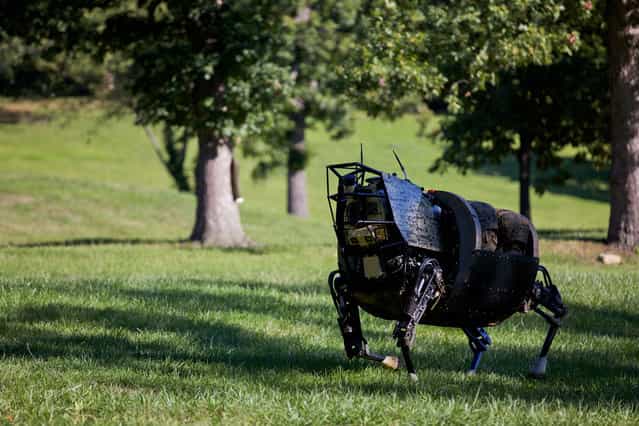 Resembling a headless horse, a robotic Legged Squad Support System (LS3) developed by the Defense Advanced Research Projects Agency navigates terrain during a demonstration at Joint Base Myer-Henderson Hall, Fort Myer, Virginia, on September 10, 2012. The LS3 is being developed for use by the U.S. military to carry heavy loads and equipment over a variety of terrain. (Photo by Sgt. Mallory S. VanderSchans/USMC)