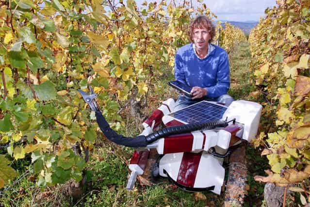 French engineer Christophe Millot stands with his Wall-Ye prototype, a robot designed to prune vines, in the Pouilly Fuisse vineyard during a press presentation near Macon, France, on October 12, 2012. The 50 by 60 centimeter robot, with four wheels and two metal arms, has six web cameras and a GPS and can roll between grapevines, test the soil and check the grapes. With a little more training, Wall-Ye will be able to prune up to 600 vines per day, says his inventor, who has been working on the project for the past three years. (Photo by Robert Pratta/Reuters)