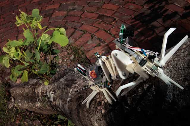 A robot named [Treebot], developed by the Chinese University of Hong Kong, climbs up a tree in Hong Kong, on June 20, 2011. Treebot has two grippers that dig into bark and allow the device to wriggle up a tree like a caterpillar. It weighs less than 1 kg (2.2 lbs), can carry a camera and is designed to climb trees in place of humans, to perform health checks, reported the South China Morning Post. (Photo by Tyrone Siu/Reuters)