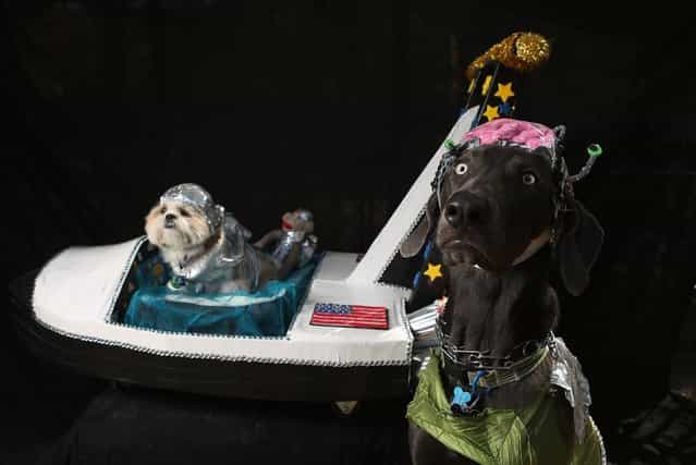 Weimeraner Zeus and Pachino, a shih tzu, pose with their space ship at the Tompkins Square Halloween Dog Parade on October 20, 2012 in New York City
