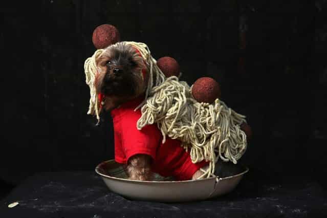 Yorkshire terrier Baxter poses as spaghetti and meatballs at the Tompkins Square Halloween Dog Parade on October 20, 2012 in New York City