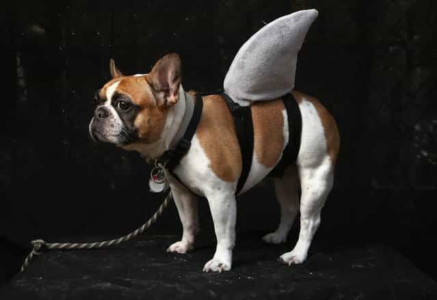 Hudson, a French bulldog, poses as a shark at the Tompkins Square Halloween Dog Parade on October 20, 2012 in New York City