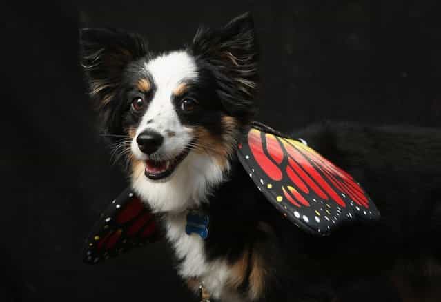 Astor, a mini Aussie, poses as a butterfly at the Tompkins Square Halloween Dog Parade on October 20, 2012 in New York City