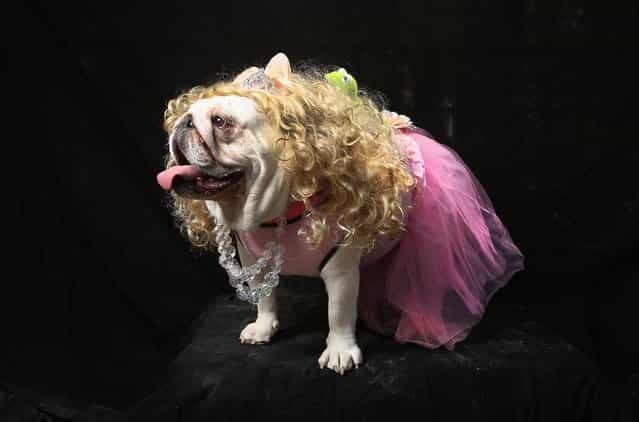 Bulldog Bella poses as Miss Piggy at the Tompkins Square Halloween Dog Parade on October 20, 2012 in New York City