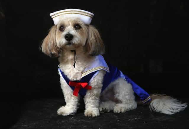 Lola, a coton breed, poses as sailor at the Tompkins Square Halloween Dog Parade on October 20, 2012 in New York City