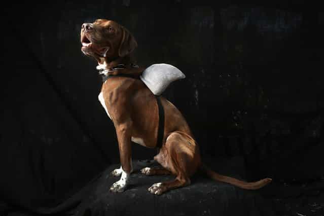 Kona, a pointer, poses as a shark at the Tompkins Square Halloween Dog Parade on October 20, 2012 in New York City