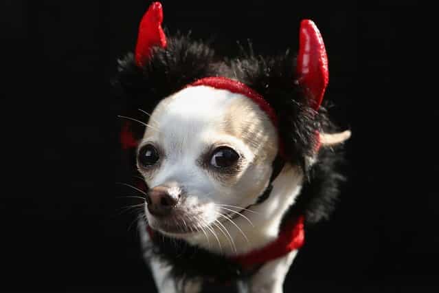 Pants, a Chihuahua, poses as a devil at the Tompkins Square Halloween Dog Parade on October 20, 2012 in New York City