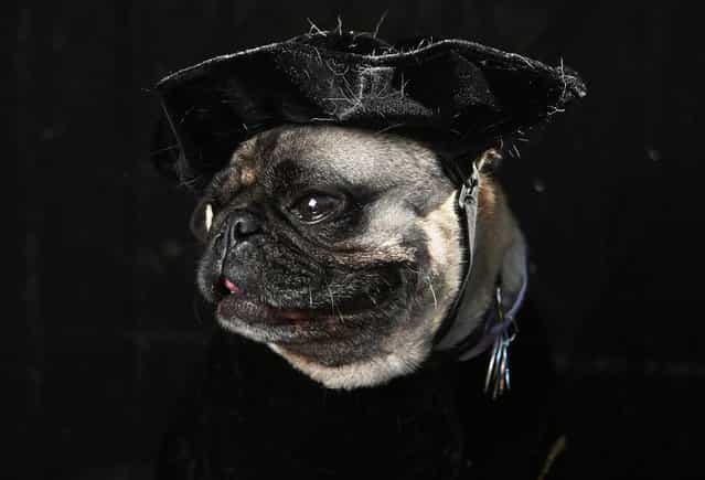 Shakespearean Pug Charlie dresses up for the Tompkins Square Halloween Dog Parade on October 20, 2012 in New York City