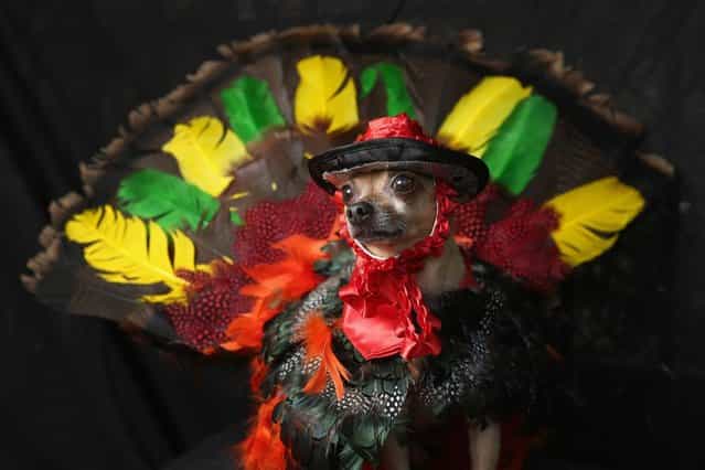 Eli, a Chihuahua, poses as a Thanksgiving turkey at the Tompkins Square Halloween Dog Parade on October 20, 2012 in New York City