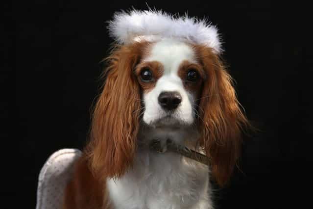 King Charles Spaniel Daisy poses as an angel at the Tompkins Square Halloween Dog Parade on October 20, 2012 in New York City