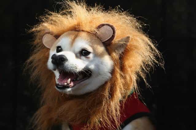 Kuma, a Shibu Inu, poses as a lion at the Tompkins Square Halloween Dog Parade on October 20, 2012 in New York City