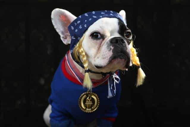 French Bulldog Lula poses as the Olympic Team USA at the Tompkins Square Halloween Dog Parade on October 20, 2012 in New York City