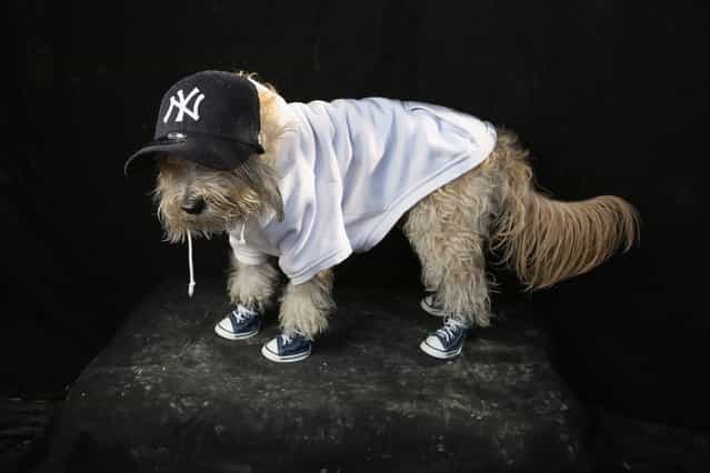 Maltipoo Shaggy poses as a Yankees fan at the Tompkins Square Halloween Dog Parade on October 20, 2012 in New York City