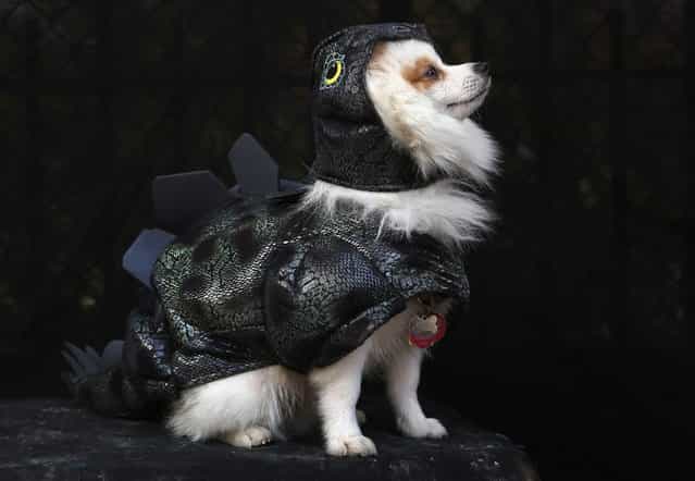 Pomeraniian Fritz poses as a dragon at the Tompkins Square Halloween Dog Parade on October 20, 2012 in New York City