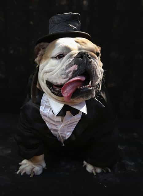 Meatball, a bulldog, poses in a tuxedo at the Tompkins Square Halloween Dog Parade on October 20, 2012 in New York City