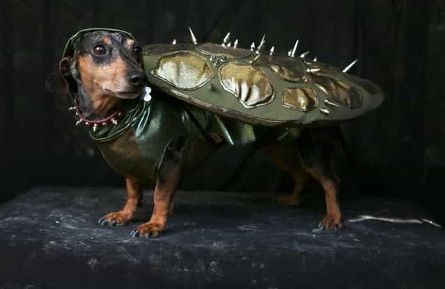 Pepper, a Dachshund, poses as a turtle at the Tompkins Square Halloween Dog Parade on October 20, 2012 in New York City