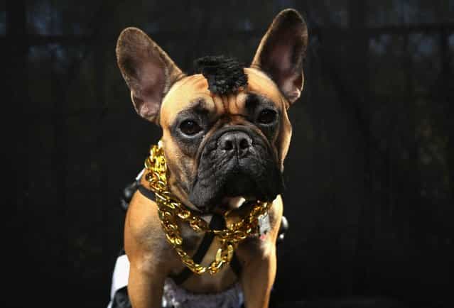 Gus, a boxer, poses as Mr. T at the Tompkins Square Halloween Dog Parade on October 20, 2012 in New York City