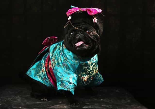 Penny, a Pug, poses as a Geisha at the Tompkins Square Halloween Dog Parade on October 20, 2012 in New York City