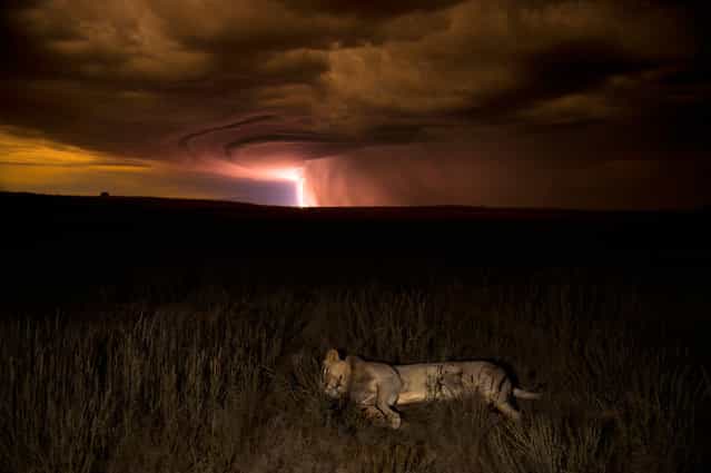 Runner-up. This young male seemed blissfully unconcerned by the lightning and thunder rolling in across the Kalahari. Hannes Lochner, who was taking night shots in the South African part of the Kgalagadi Transfrontier Park, came across him stretched out beside the track. [He raised his head to stare at me a couple of times], says Hannes, [but he wasn't really interested in either me or the dramatic goings-on behind him." Hannes worked fast, framing the lion against the illuminated night sky at the moment a bolt of lightning flashed to the ground. Just after I took this picture, there were a few more lightning bolts and then everything went still and dark again]. (Photo by Hannes Lochner/Veolia Environnement Wildlife Photographer of the Year 2012)