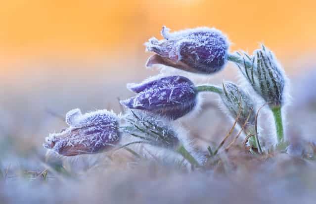 Runner-up. Ever since Daniel Eggert first fell in love with pasque flowers, among the first flowers of spring, he had wanted to photograph them covered in hoar frost. Now it was pasque-flower time once again. He had already identified a spot of chalky grassland near his home where the plants grew, on the rim of the Nördlinger Ries crater (a meteor crater) in Bavaria, Germany. So as soon as a cold, frosty, sunny dawn was forecast, Daniel headed up the hill. [I found the ideal flowers to photograph, but I didn't have much time], he says, [because I knew that as soon as the sun rose, the frost would quickly melt]. He took this image just as the rising sun began to bathe the hill in a wonderful orange light. [I love the colors], he says, [and the contrast between the warm background and the cold ice]. (Photo by Daniel Eggert/Veolia Environnement Wildlife Photographer of the Year 2012)