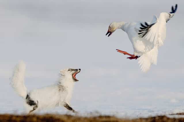 Commended. In late May, about a quarter of a million snow geese arrive from North America to nest on Wrangel Island, in northeastern Russia. They form the world's largest breeding colony of snow geese. Photographer Sergey Gorshkov spent two months on the remote island photographing the unfolding dramas. Arctic foxes take advantage of the abundance of eggs, caching surplus eggs for leaner times. But a goose (here the gander) is easily a match for a fox, which must rely on speed and guile to steal eggs. [The battles were fairly equal], notes Sergey, [and I only saw a fox succeed in grabbing an egg on a couple of occasions, despite many attempts]. Surprisingly, [the geese lacked any sense of community spirit], he adds, [and never reacted when a fox harassed a neighboring pair nesting close by]. (Photo by Sergey Gorshkov/Veolia Environnement Wildlife Photographer of the Year 2012)