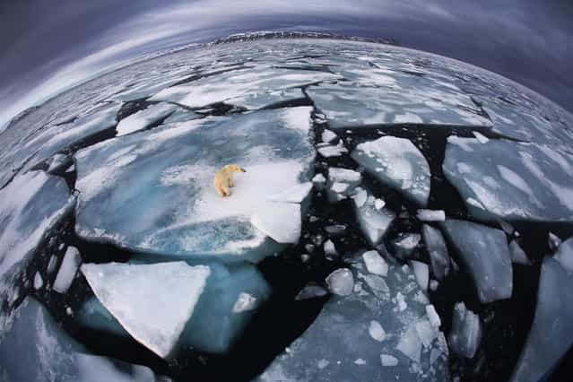 Winner. Photographer Anna Henly was on a boat in Svalbard – an archipelago midway between mainland Norway and the North Pole – when she saw this polar bear at around four in the morning. It was October, and the bear was walking on broken-up ice floes, seemingly tentatively, not quite sure where to trust its weight. She used her fisheye lens to make the enormous animal appear diminutive and create an impression of [the top predator on top of the planet, with its ice world breaking up]. The symbolism, of course, is that polar bears rely almost entirely on the marine sea ice environment for their survival, and year by year, increasing temperatures are reducing the amount of ice cover and the amount of time available for the bears to hunt marine mammals. Scientists maintain that the melting of the ice will soon become a major problem for humans as well as polar bears, not just because of rising sea levels but also because increasing sea temperatures are affecting the weather, sea currents and fish stocks. (Photo by Anna Henly/Veolia Environnement Wildlife Photographer of the Year 2012)