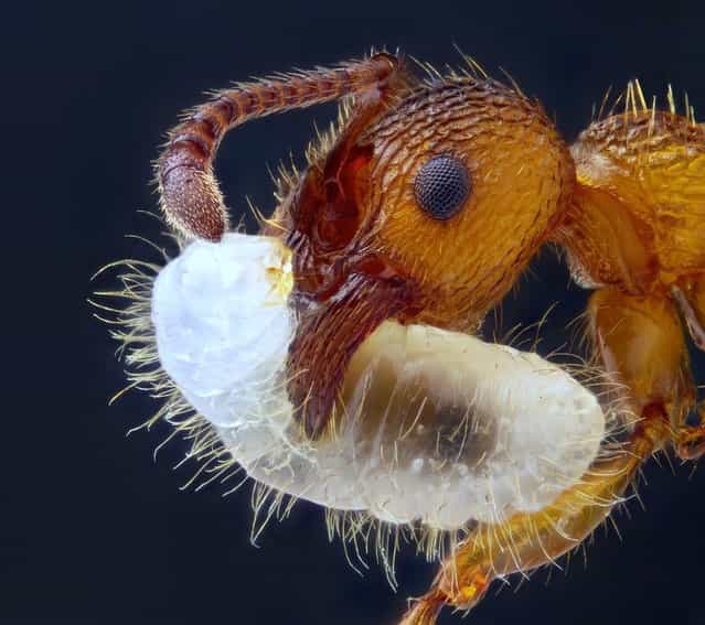 Nikon Small World Photomicrography Competition 2012. 9th Place. [Myrmica sp. (ant) carrying its larva (5x)]. (Photo by Geir Drange, Asker, Norway)