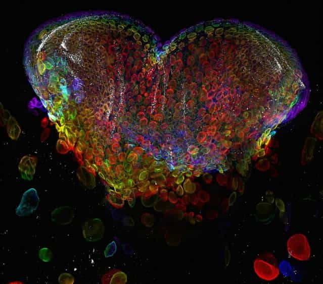 Nikon Small World Photomicrography Competition 2012. 7th Place. [Eye organ of a Drosophila melanogaster (fruit fly) third-instar larvae (60x)]. (Photo by Dr. Michael John Bridge, University of Utah, HSC Core Research Facilities – Cell Imaging Lab, Salt Lake City, Utah, USA)