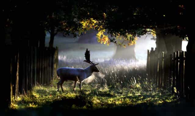 A stag walks through the early morning sunshine at Dunham Massey in Altrincham, England, October 14, 2012. (Photo by Dave Thompson/PA)