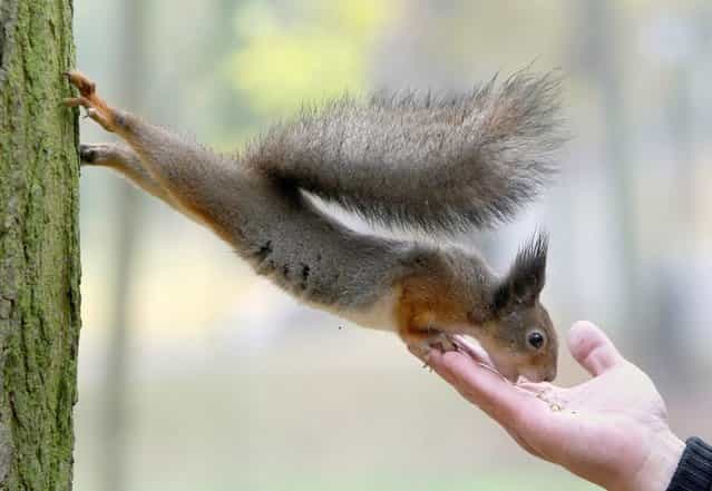 A squirrel stretches to eat a nut from a man's hand in the central park in Minsk, Belarus, 21 October 2012. People and small animals enjoy the beginning of Autumn mild weather in the area. (Photo by Tatyana Zenkovich/EPA)