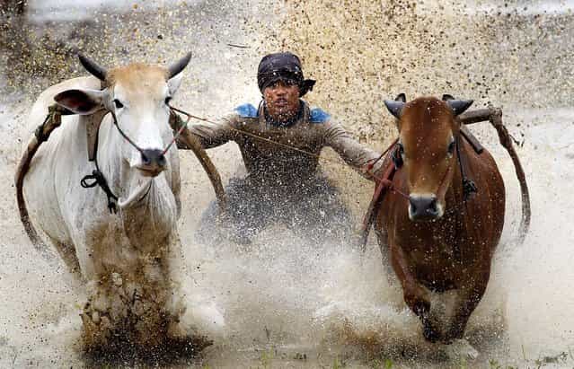 A man takes part in mud cow racing in Padang Pajang, West Sumatra, Indonesia October 13, 2012. The sport of Pacu Jawi – mud cow racing – is held at the end of each rice harvesting season by the Minangkabau people in West Sumatra. (Photo by Vincent Thian/Asociated Press)
