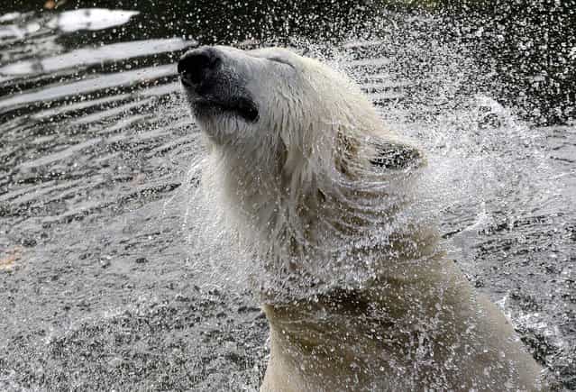 A polar bear shakes its head in its enclosure at the Zoo in Berlin, Germany October 24, 2012. A monument to the polar bear Knut was unveiled at the zoo on Wednesday morning. Knut became a global celebrity before his sudden death last year. (Photo by Michael Sohn/Associated Press)