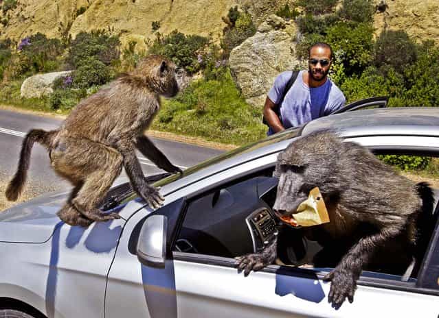 Tourist Alexandre Casias, of Montreal, Canada, has his car raided by Baboons, at Millers Point on the outskirts of Cape Town, South Africa October 24, 2012. (Photo by Schalk van Zuydam/Associated Press)