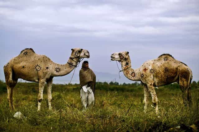 Faqir Zada stands on a roadside on the outskirts of Islamabad, Pakistan, with the camels he is selling for the upcoming Muslim holiday of Eid al-Adha, or [Feast of Sacrifice] October 15, 2012. Faqir says he painted the camels to attract customers. (Photo by Muhammed Muheisen/Associated Press)