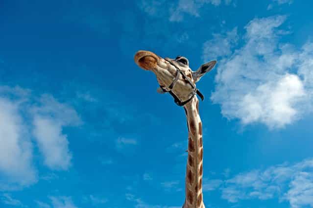 A Giraffe is photographed in front of a blue sky at the Berolina Circus in Berlin, Germany, on October 11, 2012. (Photo by Robert Schlesinger/AFP Photo)