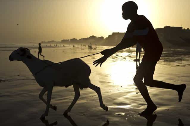 A boy chases a ram into the Atlantic Ocean as residents wash their sheep before sacrifice, in preparation for the Eid al-Adha feast in Dakar, Senegal October 26, 2012. (Photo by Rebecca Blackwell/Associated Press)