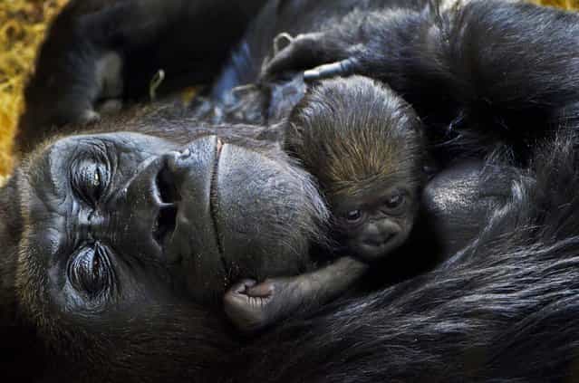 A newborn western lowland gorilla, born October 11, 2012, cuddles with its mother Bana, 17, at the Lincoln Park Zoo in Chicago October 17, 2012. Zookeepers do not know the gender or chosen a name for the baby gorilla. (Photo by Tony Gnau/Lincoln Park Zoo)
