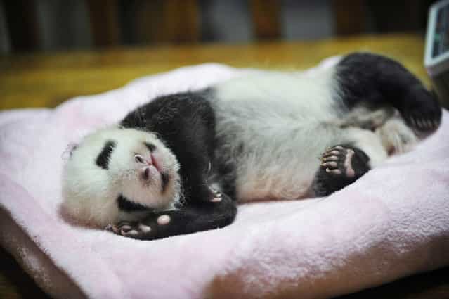 A 46-day-old baby giant panda sleeps on its bed at the Chengdu Research Base of Giant Panda Breeding in Sichuan province October 18, 2012. (Photo by Stringer/Reuters)