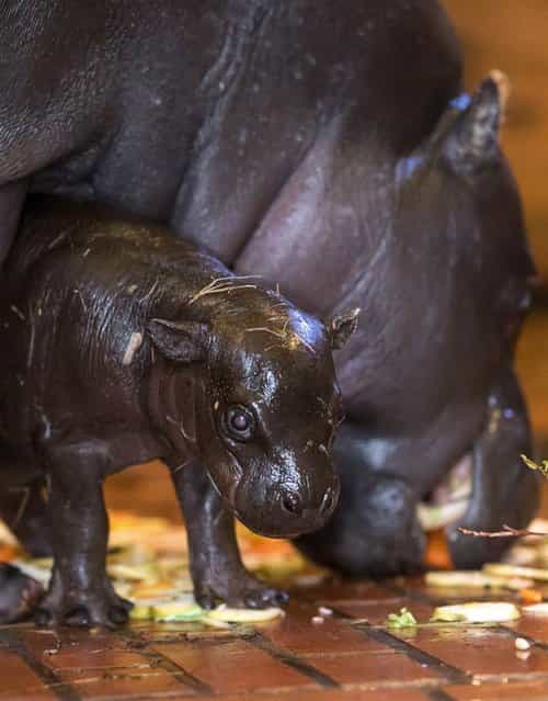 A baby pygmy hippopotamus stands near its mother at the Wroclaw Zoo in Poland on October 15, 2012. The pygmy hippo was born a few days earlier. (Photo by Maciej Kulczynski/EPA)