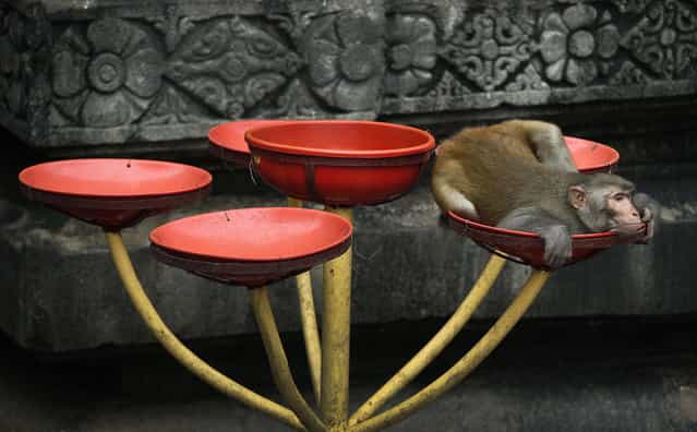 A monkey rests inside in a bowl where food is offered by devotees for birds and monkeys at the Kamakhya temple in Gauhati, India, Tuesday, October 16, 2012. Kamakhya temple honors the Mother Goddess Kamakhya, the essence of female energy, and is believed to be the highest seat of Tantra or Hindu esoteric rituals. (Photo by Anupam Nath/AP Photo)