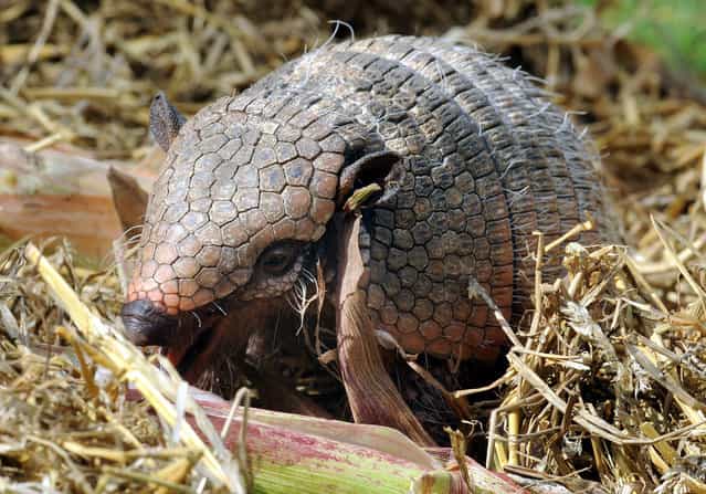 A armadillo eats a corn cob in its opendoor enclosure at the Zoo in Hanover, northern Germany, on October 10, 2012. Armadillos are primarily found in South and Central America. (Photo by Holger Hollemann/AFP Photo)