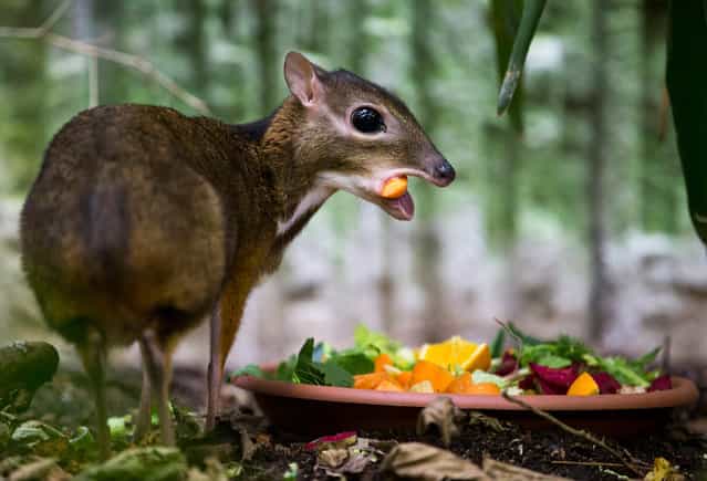 A chevrotain or mouse deer feeds in its enclosure at Zurich Zoo, Zurich, Switzerland, October 17, 2012. (Photo by Patrick B. Kraemer/AP)