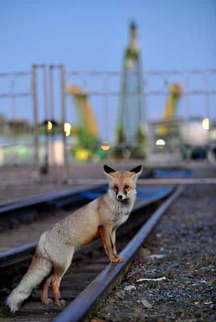 A fox crosses a railroad track before the Soyuz TMA-06M spaceship transportation at a launch pad (background) at the Russian leased Kazakh Baikonur cosmodrome, on October 21, 2012. The launch of the next ISS crew including US astronaut Kevin Ford, Russian cosmonauts, Oleg Novitskiy and Evgeny Tarelkin was scheduled on October 23. (Photo by Vyacheslav Oseledko/AFP)
