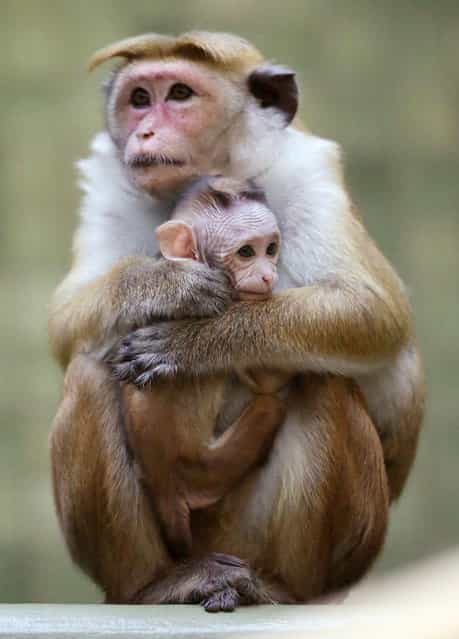 A mother toque macaque, which is a kind of monkey from Ceylon, holds her male baby at Zoo Berlin on October 23, 2012 in Berlin, Germany. The baby monkey was born on August 23. (Photo by Sean Gallup)