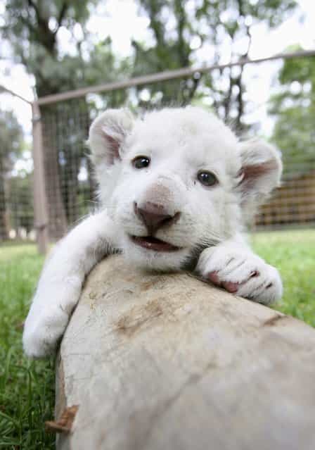 A one-month-old white lion cub plays at an enclosure at Leon's Zoo in Leon, Mexico, October 15, 2012. The white lion cub, born on September 14, was shown to the media Monday at the facilities of the Zoo, according to local media. (Photo by Mario Armas/Reuters)