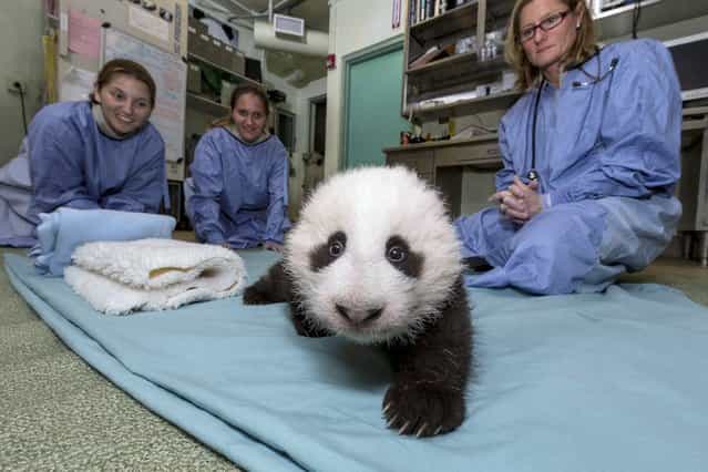 San Diego Zoo veterinarians look on as the Zoo's 11-week-old giant panda cub takes baby steps during a morning veterinary examination at the zoo, in this publicity photograph released October 18, 2012. (Photo by Ken Bohn/San Diego Zoo/Zoological Society of San Diego/Reuters)