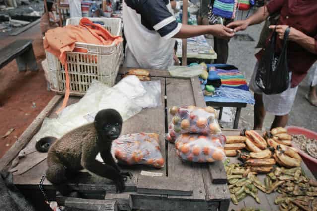 Peru, Iquitos. Small forest monkey for sale on a market in Belém on April 2005. (Photo by Jean-Claude Coutausse)